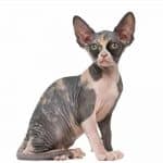  Beautiful Bennett Sphynx Cat