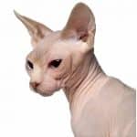  Beautiful Bennett Sphynx Kitten