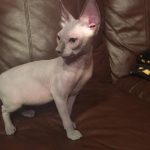 Beautiful Bennett Sphynx Blue Male