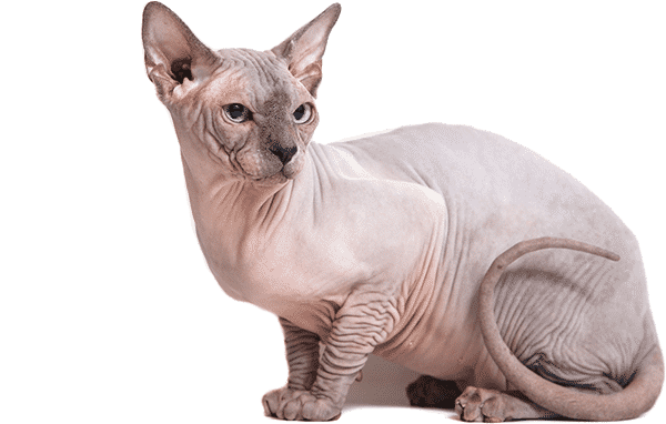 beautiful-bennett-sphynx-kittens-3