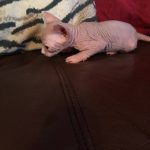 Beautiful Bennett Sphynx Kitten