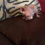 Beautiful Bennett Sphynx Kitten