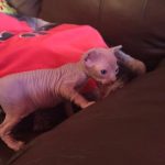 Beautiful Bennett Sphynx Pink Female