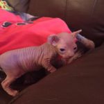 Beautiful Bennett Sphynx Pink Female