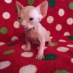 Beautiful Bennett Sphynx Kitten