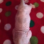 Beautiful Bennett Sphynx Kitten