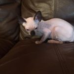 Beautiful Bennett Sphynx Seal Point Male