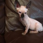 Beautiful Bennett Sphynx Seal Point Male