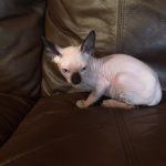 Beautiful Bennett Sphynx Seal Point Male