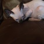 Beautiful Bennett Sphynx Seal Point Male