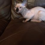 Beautiful Bennett Sphynx Seal Point Male