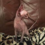 Beautiful Bennett Sphynx Tortie Female