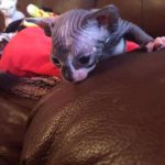 Beautiful Bennett Sphynx Kitten