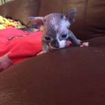 Beautiful Bennett Sphynx Kitten