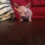 Beautiful Bennett Sphynx Kitten