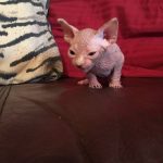 Beautiful Bennett Sphynx kitten