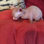 Beautiful Bennett Sphynx Kitten