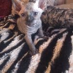 Beautiful Bennett Sphynx Kitten