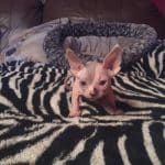 Beautiful Bennett Sphynx Kitten