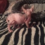 Beautiful Bennett Sphynx Kitten