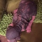 Beautiful Bennett Sphynx Kitten