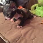 Beautiful Bennett Sphynx Kitten