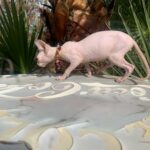 Beautiful Bennett Sphynx Kitten