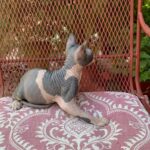 Beautiful Bennett Sphynx Kitten