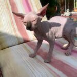 Beautiful Bennett Sphynx Kitten